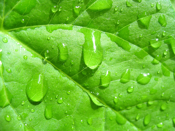 água, gotas, folhas, verde, astronira, natureza, chuva