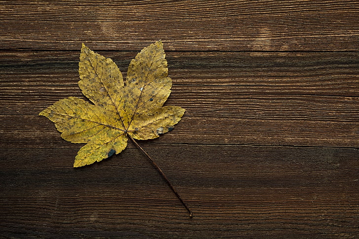 Leaf, tabell, hösten, naturen, säsong, trä - material, brun