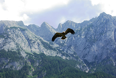 Raptor, Adler, oiseau de proie, Aigle d’or, montagnes, oiseau, Créature :