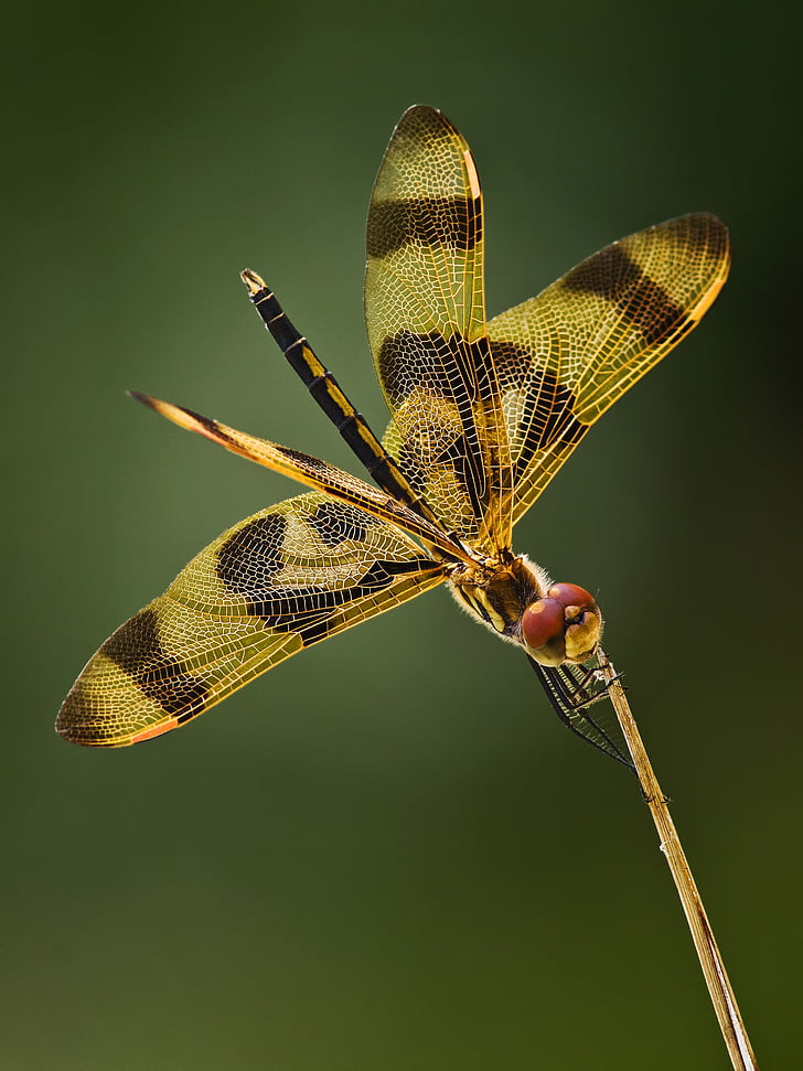 brown, black, dragonfly, closeup, photography, bug, wing