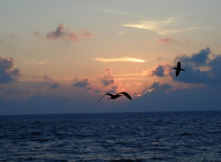 puesta de sol, paisaje marino, aves, vuelo, vuelo, Crepúsculo, al atardecer