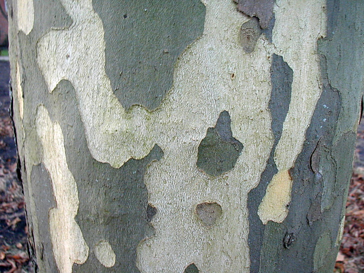 poplar, bark, log, tribe, tree, nature, backgrounds