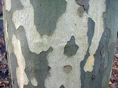Poplar, kulit, log, suku, pohon, alam, latar belakang