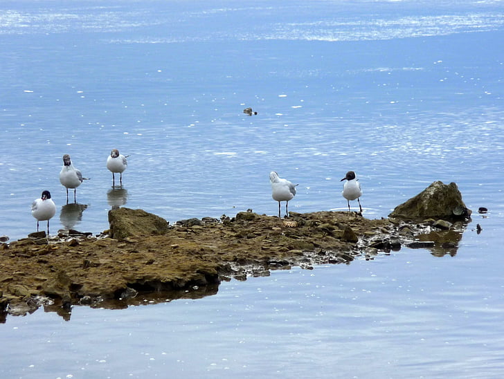 Mar Adriático, costa rocosa, Rocky, naturaleza, azul, gaviotas, aves