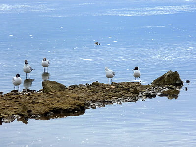 Adriaterhavet, steinete kysten, steinete, natur, blå, måker, fugler