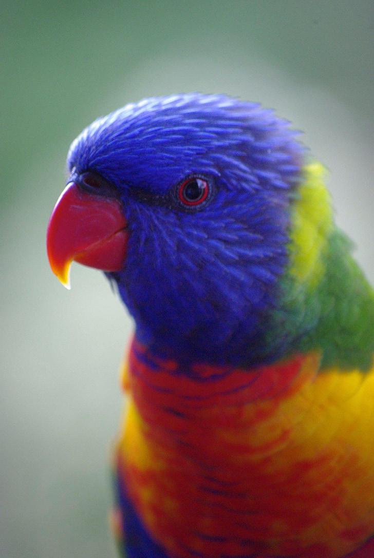 živobarven polinezijski papagajeek, papiga, ptica, narave