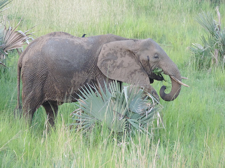 elevant, Aafrika, Safari