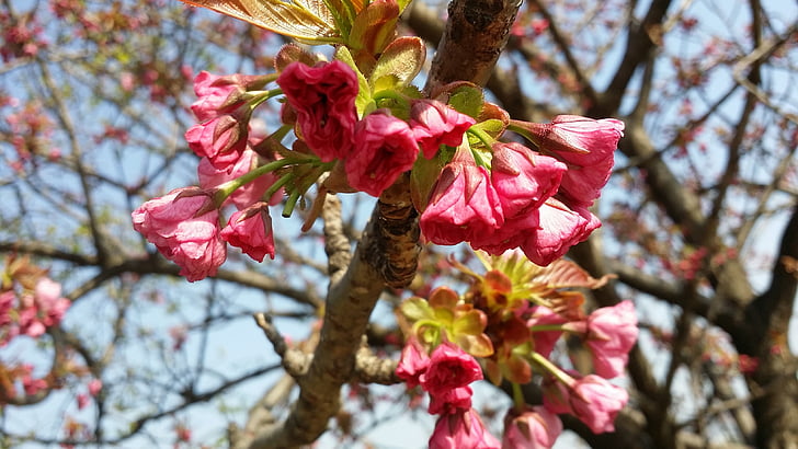 jaro, květiny, světlé, růžová, Květinový strom, Příroda, strom