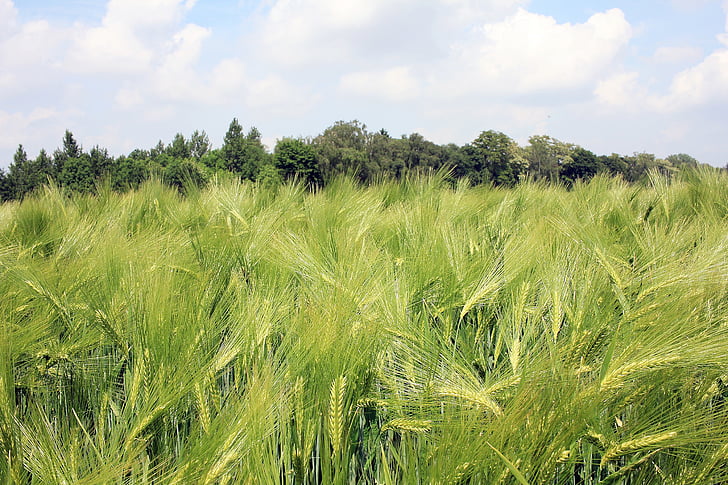 lĩnh vực lúa mạch, lúa mạch Hórdeum, ngũ cốc, lĩnh vực, nông nghiệp, ngũ cốc, tăng đột biến