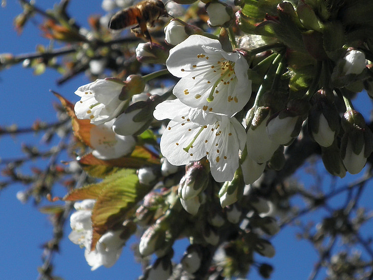 květ, Bloom, třešeň, Sweet cherry, jaro, ovocný strom, strom