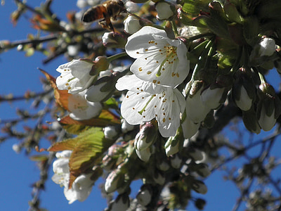 zieds, Bloom, Ķirsis, Sweet cherry, Pavasaris, augļu koks, koks