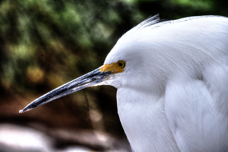 Snowy egret, vit, fågel, vilda djur, gul, öga, närbild