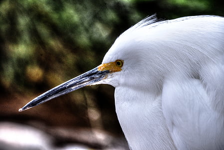 Snowy egret, putih, burung, satwa liar, kuning, mata, closeup