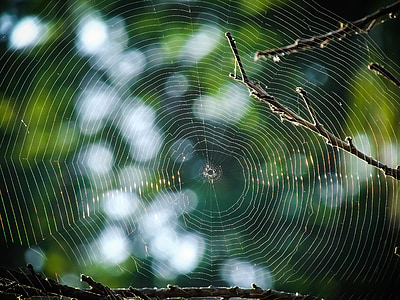 spiderweb, web, spider, tree, trap, nature, cobweb