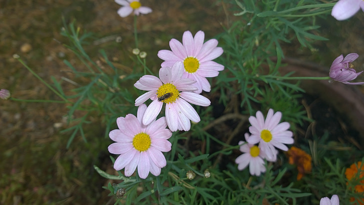 erigeron, Daisy, merah muda, kelopak bunga, hoverfly, alam, tanaman