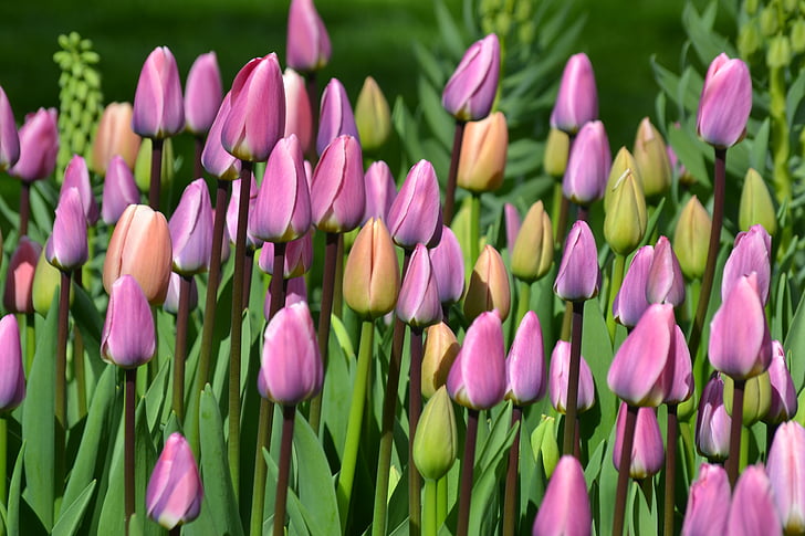 Tulpen, tulp veld, tulpenbluete, Nederland, bloemen, natuur, lente