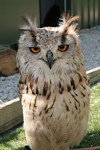owl, bird of prey, predator, bird, stare, plumage, eyes