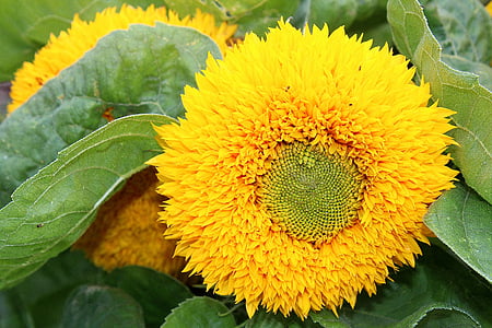 Sun flower, Helianthus annuus, liitained, Korvõielised, lilled, taim, kollane