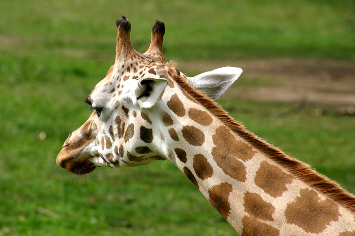 giraffa, natura, testa