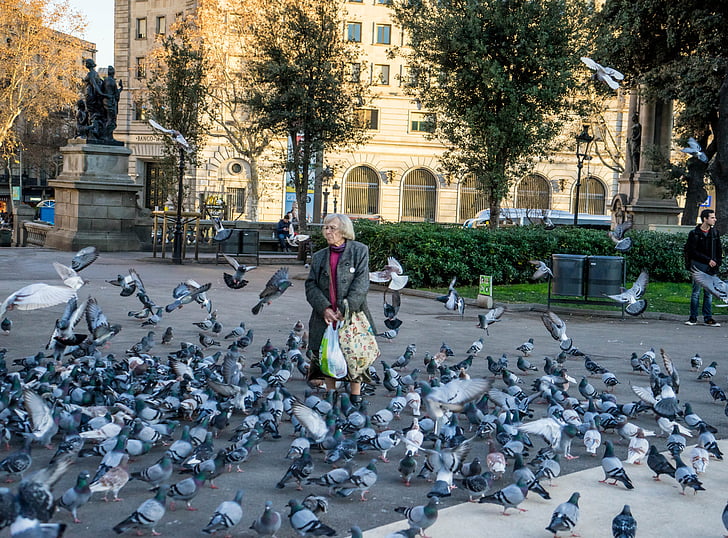 woman feeding birds, barcelona, spain, park, catalonia, landmark, architecture
