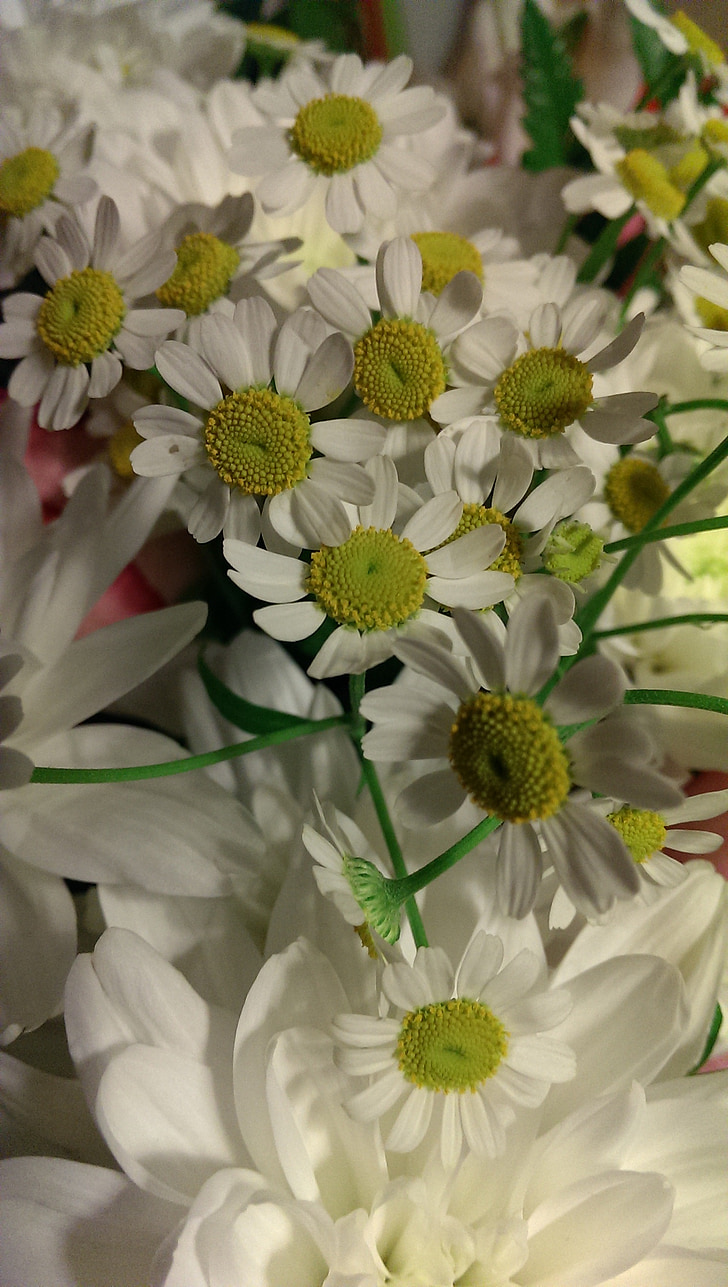 fleurs, Daisy, bouquet