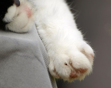 cat's paw, paw print, cat, paw