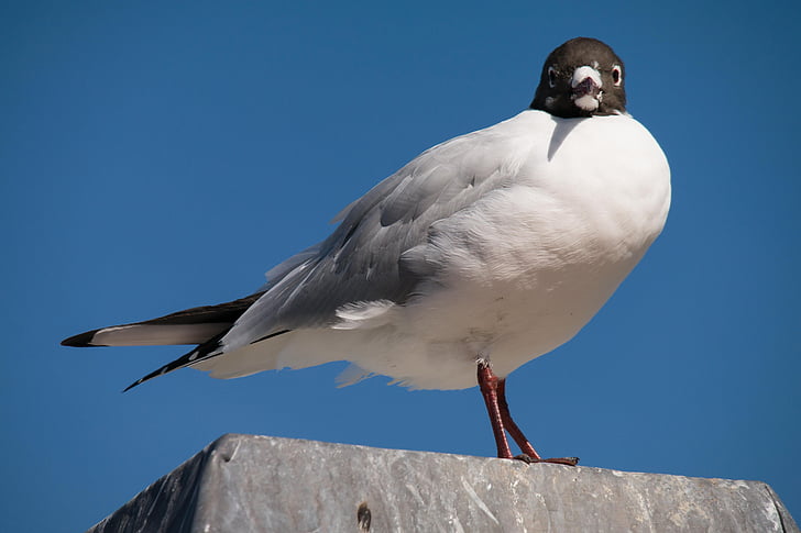 seagull, north sea, bird, coast, sky, plumage, feather