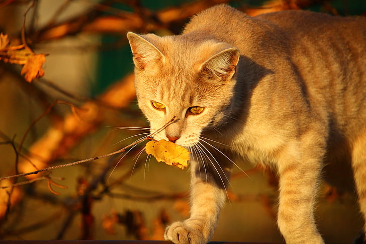 gatto, autunno, luce della sera, fogliame di caduta, Mieze, foglie, gattino