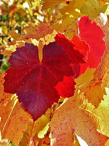 vin, blad, efterår, gyldne efterår, rød, efterår farve, dukke op