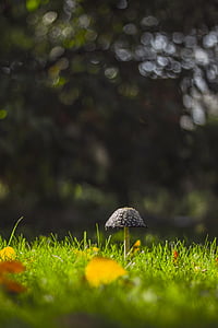 蘑菇, 模糊, 散景, 绿色, 叶子, 草, 自然