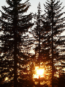 forest, tree, sun, back light, tree trunks, mood, romance
