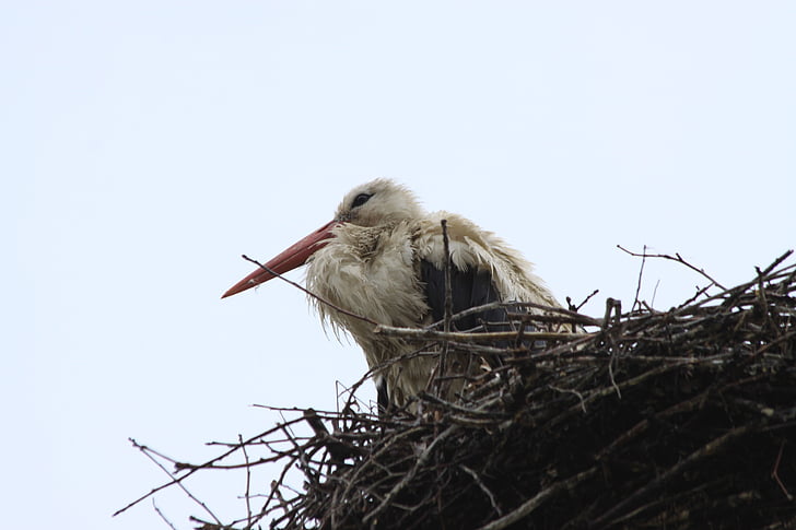 stork, bird, socket, animal Nest, wildlife, animal, white Stork