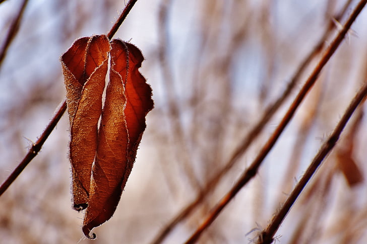 листя, взимку, іній, лід, заморожені, з льодом, Природа