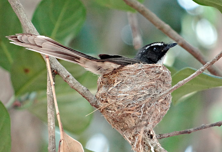 fantail białogardły flycatcher, Rhipidura albicollis, owadożerne, Bird nest, ptak, Gniazdo, inkubacji