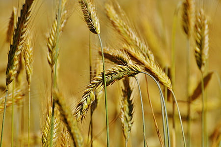 graan, Cornfield, veld, landbouw, natuur, granen, oogst