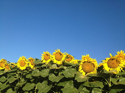 auringonkukka, kukat, Kesän kukat, kesällä, maisema, kukka puutarha, keltainen