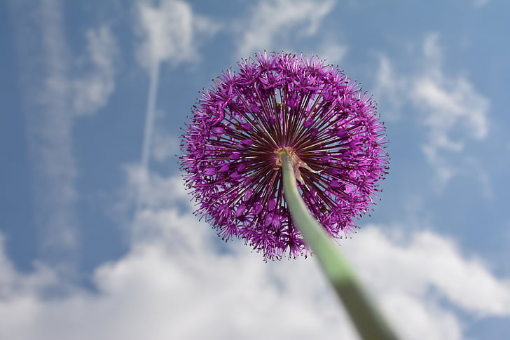 ornamental onion, purple, flower, garden plant, spring, flower ball, spring flower