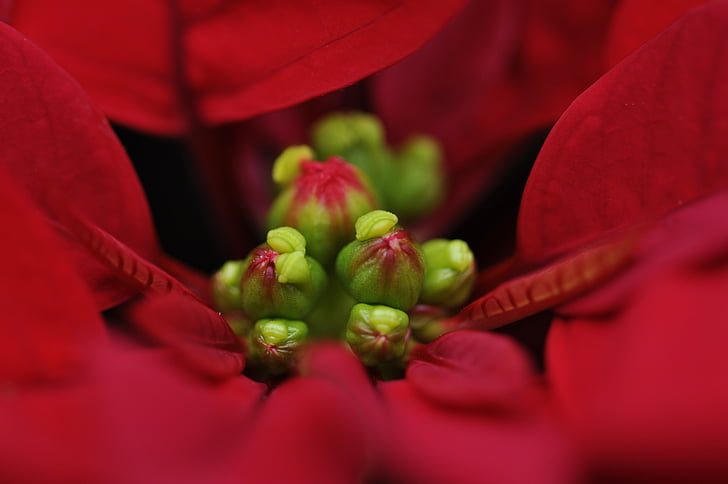 bunga, merah, Poinsettia, tanaman, kelopak bunga merah, Natal