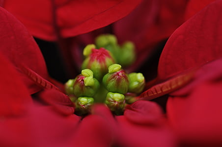 fleur, rouge, poinsettia, plante, pétales rouge, Christmas