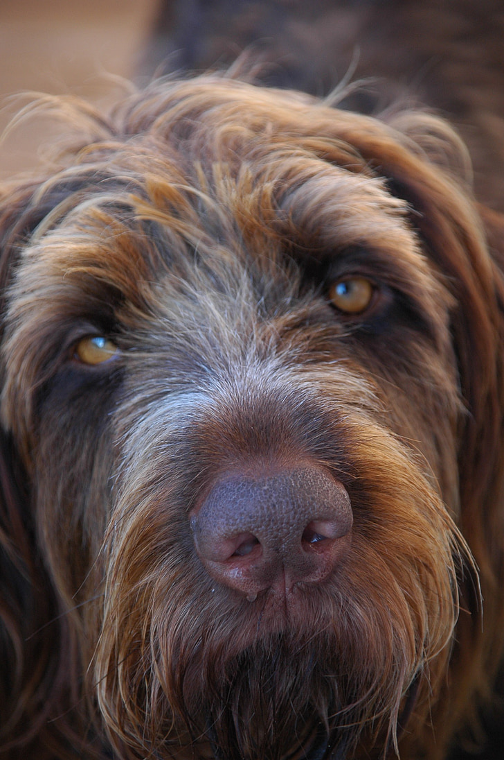 dog, wirehaired, close, long eared, animals, hunting