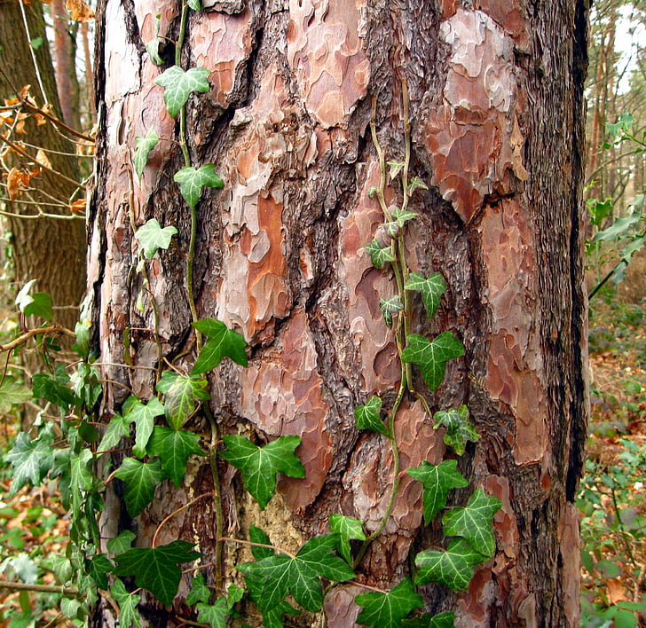 tree, log, bark, forest, green, creeper, old