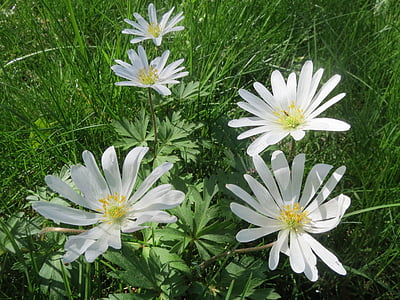 Anemone nemorosa, Wood anemone, windflower, thimbleweed, smarža lapsa, Wildflower, Flora