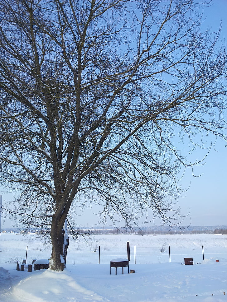 neu, l'hivern, arbre, paisatge, poble