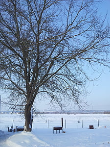 śnieg, zimowe, drzewo, krajobraz, wieś