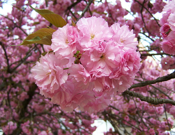japansk dekorativ kirsebær, rosa inflorescences, våren