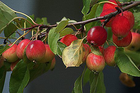 apples, paradise tree, small apples, branch with apples, fruiting tree, fruitful apple tree, fruit on the tree