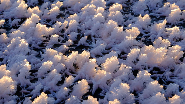 zmrazené, zamrzlé jezero, LED, ledového krystalu, sníh, Zimní, květ