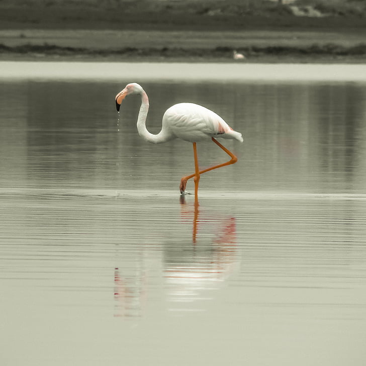flamingo, bird, migratory, nature, animal, pink, wildlife