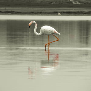 Flamingo, pták, stěhovavé, Příroda, zvíře, růžová, volně žijící zvířata