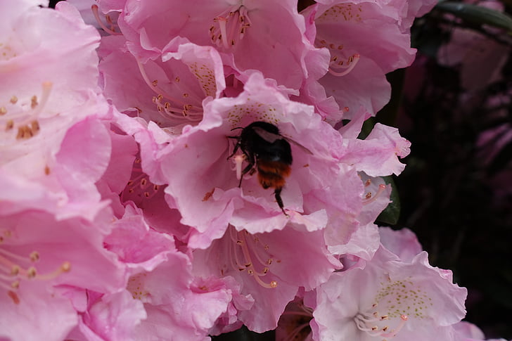 con ong, mật ong ong, ong mật, anthophila